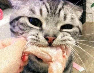 悄悄告诉你，这几种食物，对你家猫来说是“人间美味”