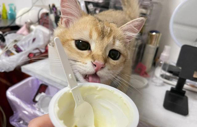 悄悄告诉你，这几种食物，对你家猫来说是“人间美味”