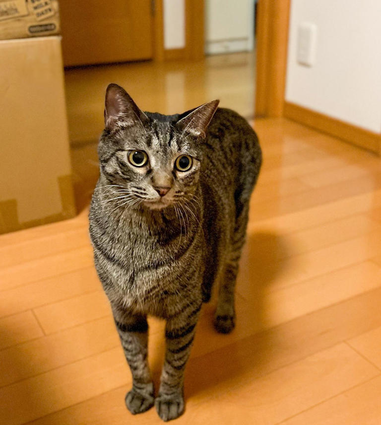 当猫咪决定投降时，会有什么表现？