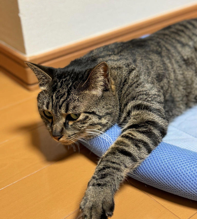 当猫咪决定投降时，会有什么表现？