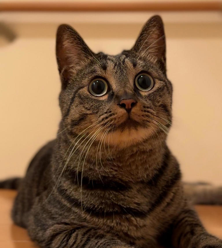 当猫咪决定投降时，会有什么表现？