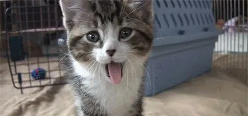 很多人喜欢猫，其中的原因你get到了吗？