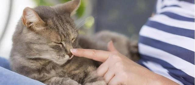 很多人喜欢猫，其中的原因你get到了吗？