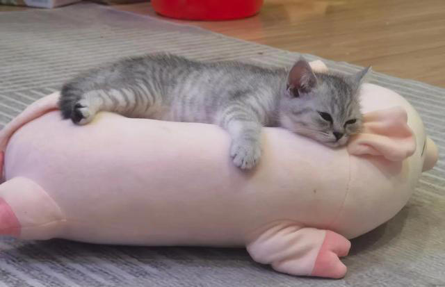 很多人喜欢猫，其中的原因你get到了吗？