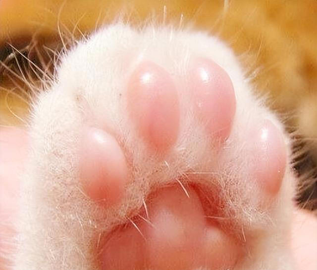 猫咪爪子可以看出性格？你知道吗？
