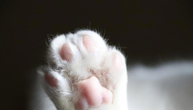 猫咪爪子可以看出性格？你知道吗？