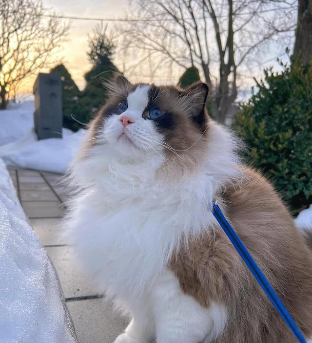 猫咪“假装没事”的六大暗号，别装看不见哦！