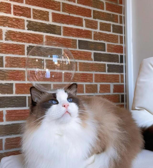 猫咪“假装没事”的六大暗号，别装看不见哦！