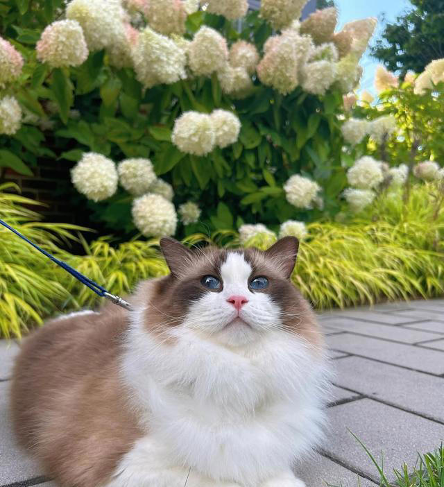 猫咪“假装没事”的六大暗号，别装看不见哦！