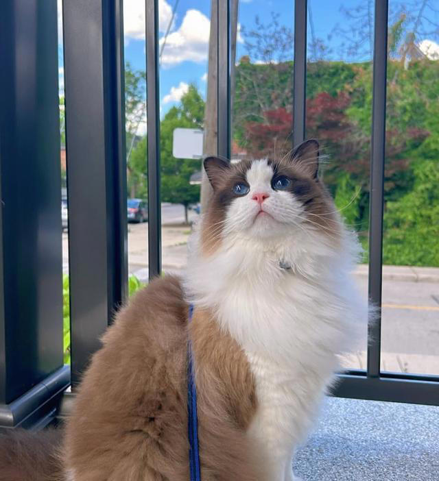 猫咪“假装没事”的六大暗号，别装看不见哦！