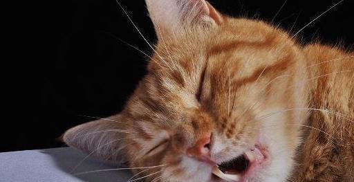 原来猫咪睡觉的时候就打呼噜，看起来很不正常，难道他生病了？