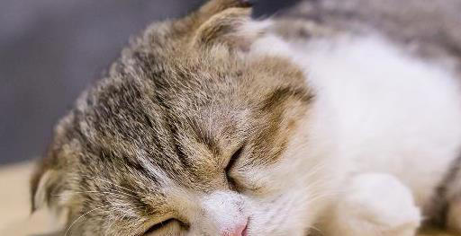 原来猫咪睡觉的时候就打呼噜，看起来很不正常，难道他生病了？