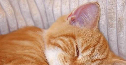 原来猫咪睡觉的时候就打呼噜，看起来很不正常，难道他生病了？