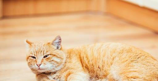 原来猫咪睡觉的时候就打呼噜，看起来很不正常，难道他生病了？