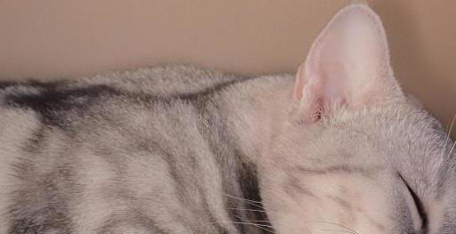 原来猫咪睡觉的时候就打呼噜，看起来很不正常，难道他生病了？