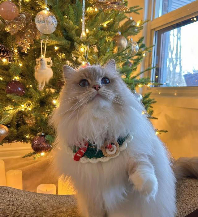 猫咪的4种常见“喵喵暗号”，听懂了你就是喵喵专属客服