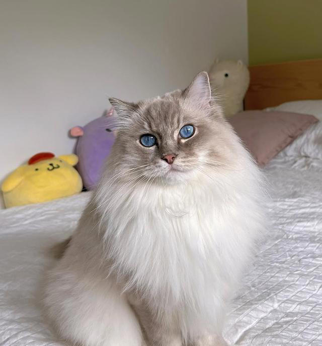 猫咪的4种常见“喵喵暗号”，听懂了你就是喵喵专属客服