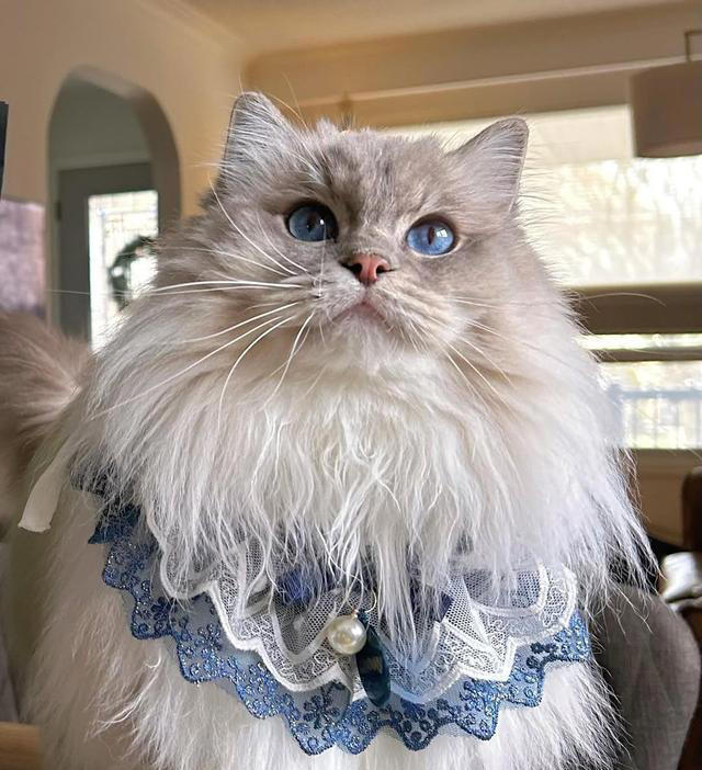 猫咪的4种常见“喵喵暗号”，听懂了你就是喵喵专属客服