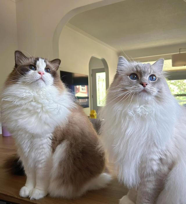 猫咪的4种常见“喵喵暗号”，听懂了你就是喵喵专属客服