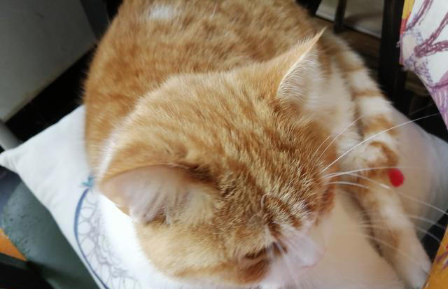 如何判断猫咪健不健康，看这几个地方你就知道了？