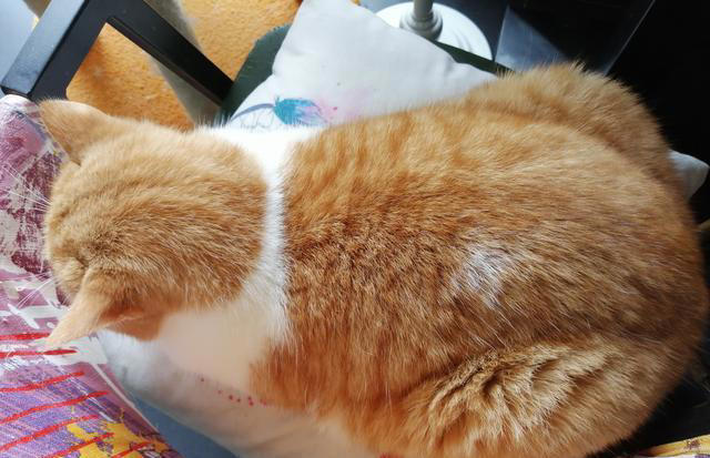 如何判断猫咪健不健康，看这几个地方你就知道了？