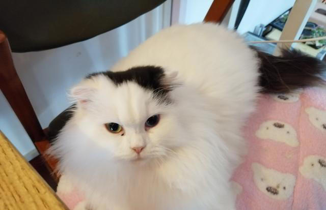 如何判断猫咪健不健康，看这几个地方你就知道了？