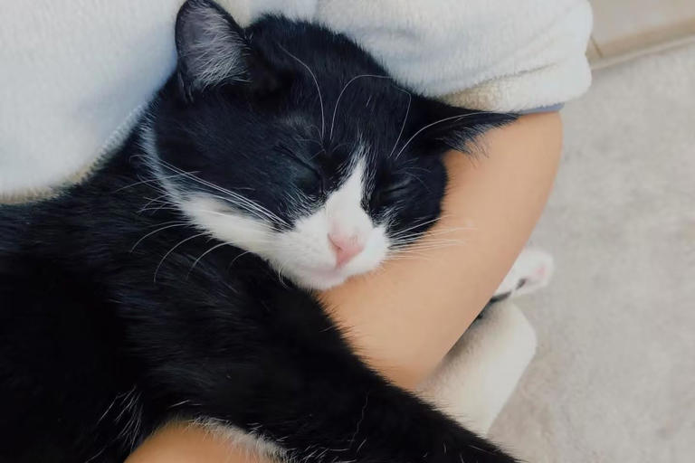 除了猫粮，你的猫咪还能吃什么？