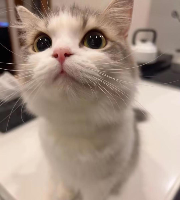 除了猫粮，你的猫咪还能吃什么？