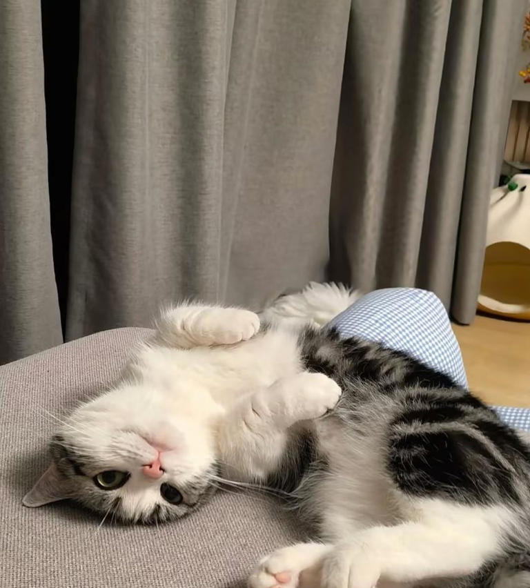 除了猫粮，你的猫咪还能吃什么？