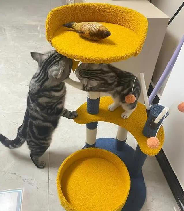 猫咪轻咬你一口，是撒娇还是不爽？真相让人意外