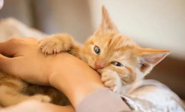 猫咪轻咬你一口，是撒娇还是不爽？真相让人意外