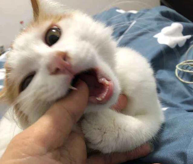 猫咪轻咬你一口，是撒娇还是不爽？真相让人意外