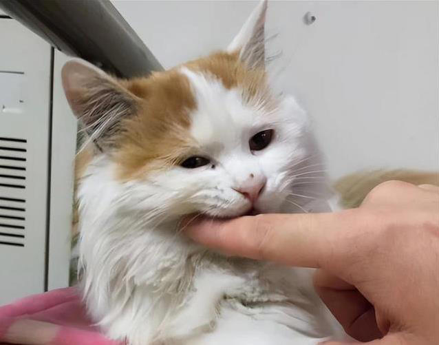 猫咪轻咬你一口，是撒娇还是不爽？真相让人意外