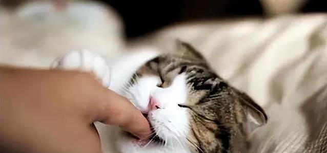 猫咪轻咬你一口，是撒娇还是不爽？真相让人意外