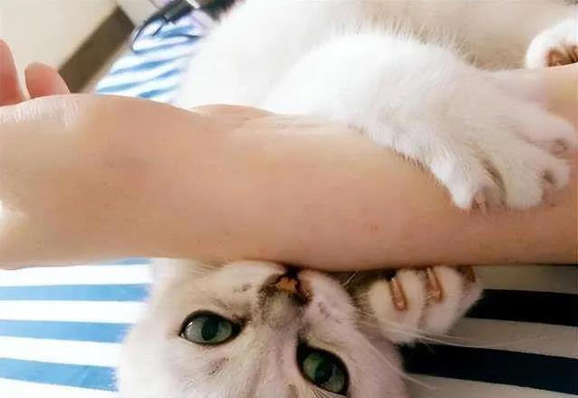猫咪轻咬你一口，是撒娇还是不爽？真相让人意外