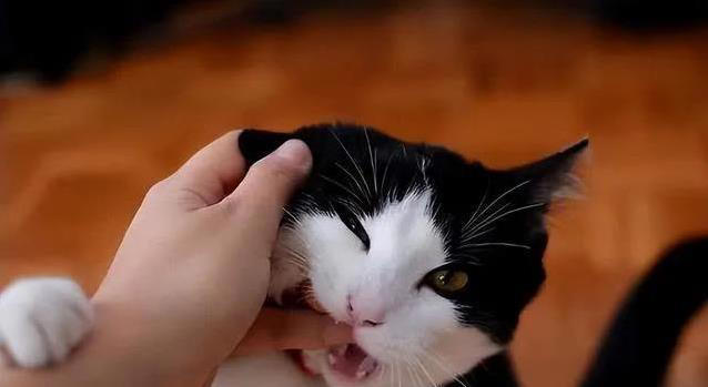 猫咪轻咬你一口，是撒娇还是不爽？真相让人意外