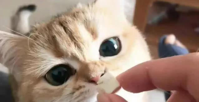 猫咪轻咬你一口，是撒娇还是不爽？真相让人意外