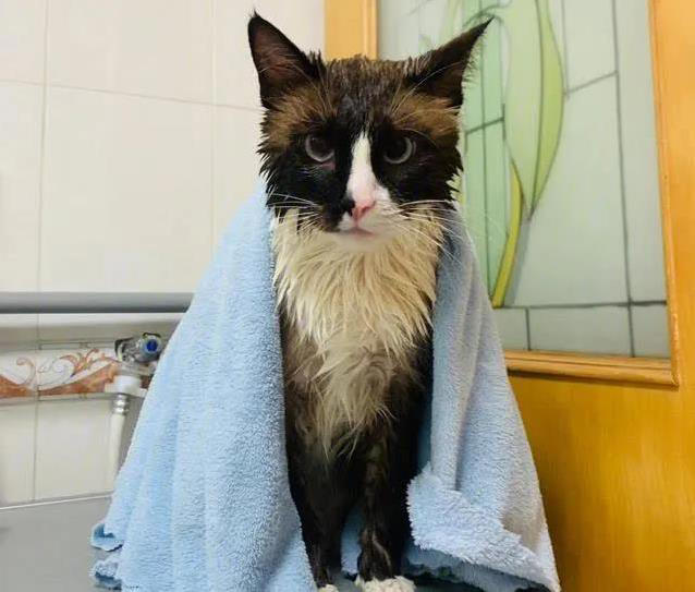 猫咪轻咬你一口，是撒娇还是不爽？真相让人意外