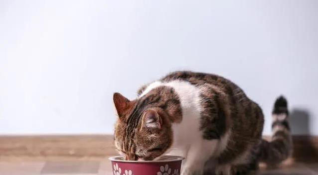 猫咪轻咬你一口，是撒娇还是不爽？真相让人意外