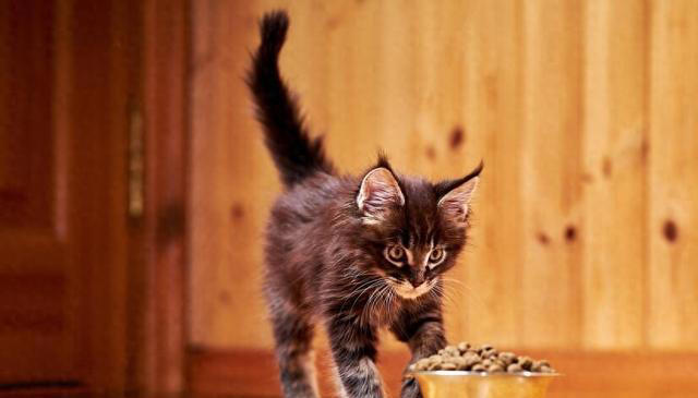 猫粮的主要成分是什么？6大主要成分对猫咪至关重要