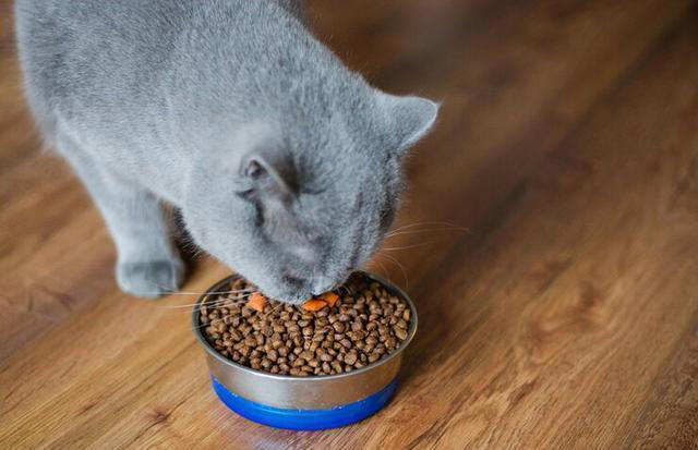 猫粮的主要成分是什么？6大主要成分对猫咪至关重要