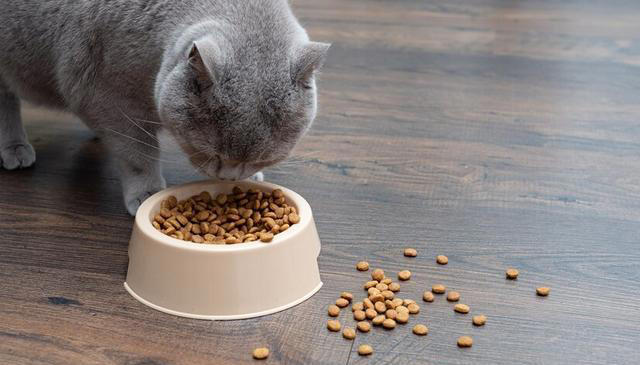 猫粮的主要成分是什么？6大主要成分对猫咪至关重要