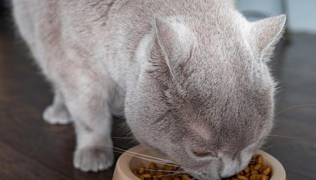 猫粮的主要成分是什么？6大主要成分对猫咪至关重要