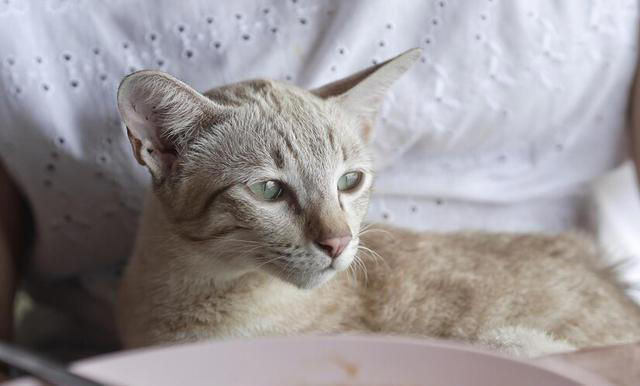 猫粮的主要成分是什么？6大主要成分对猫咪至关重要