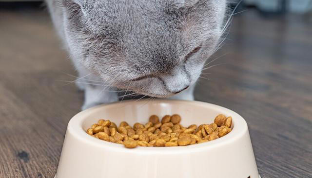 猫粮的主要成分是什么？6大主要成分对猫咪至关重要