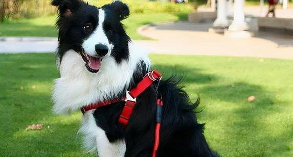 养狗就选这6种，忠诚又聪明，你选哪只陪一生？