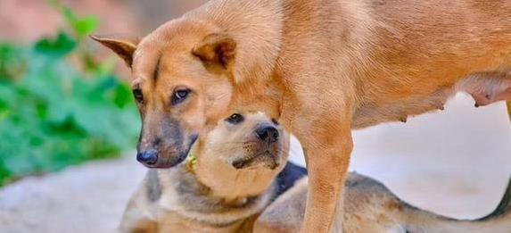 养狗就选这6种，忠诚又聪明，你选哪只陪一生？