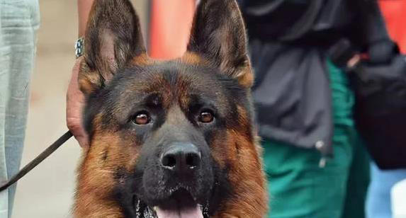 养狗就选这6种，忠诚又聪明，你选哪只陪一生？