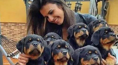 养狗就选这6种，忠诚又聪明，你选哪只陪一生？