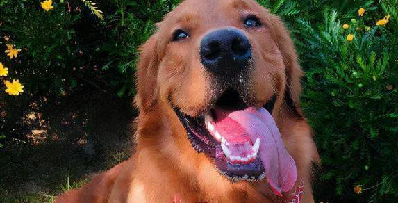 养狗就选这6种，忠诚又聪明，你选哪只陪一生？